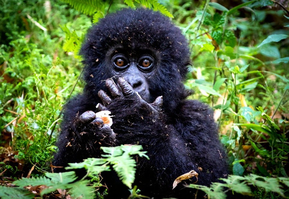 rwanda gorillas