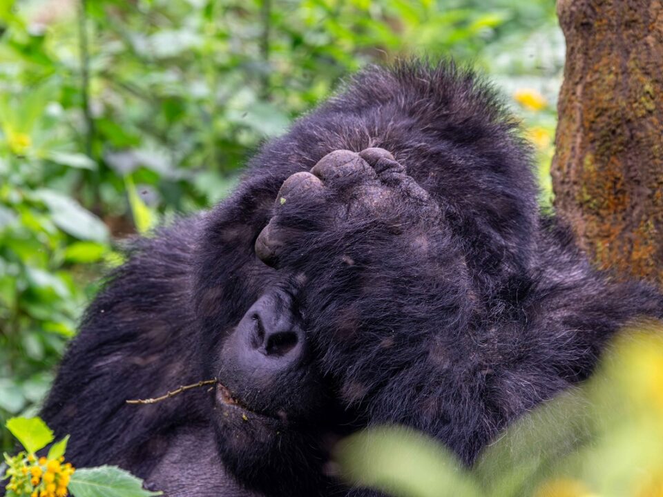 volcanoes gorilla expeditions what to pack