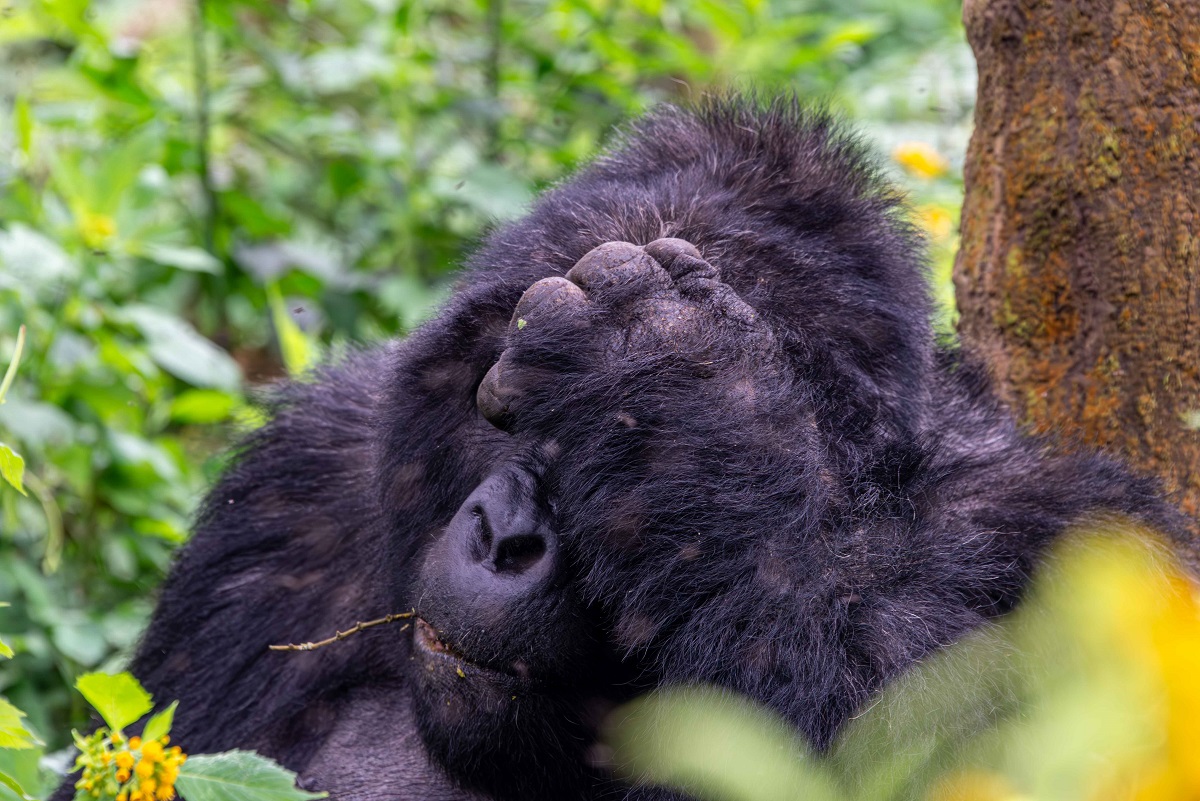 volcanoes gorilla expeditions what to pack