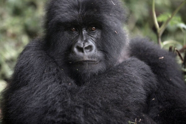 1-Day Last-Minute Rwanda Gorilla Trek Experience