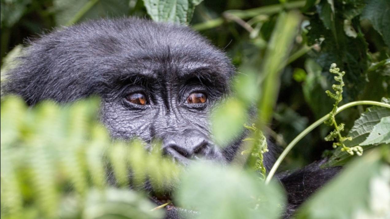 3-Day Classic Gorilla Trekking Safari Volcanoes National Park