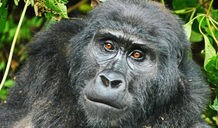 3-Days Mgahinga Gorilla Trekking Safari