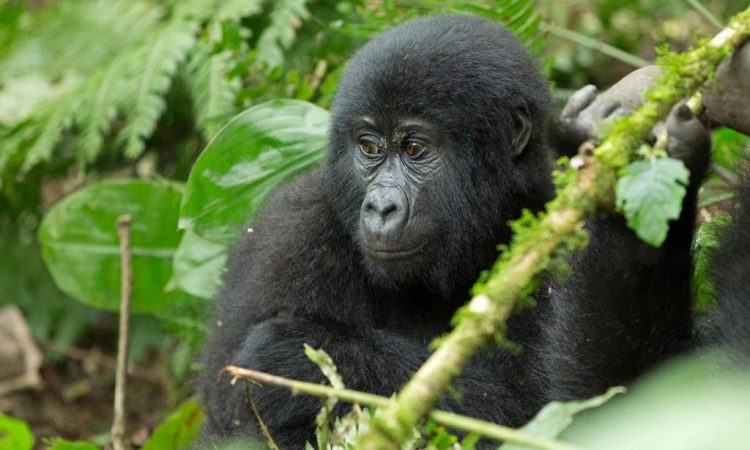 4-Day Gorilla Habituation Safari Package From Kigali
