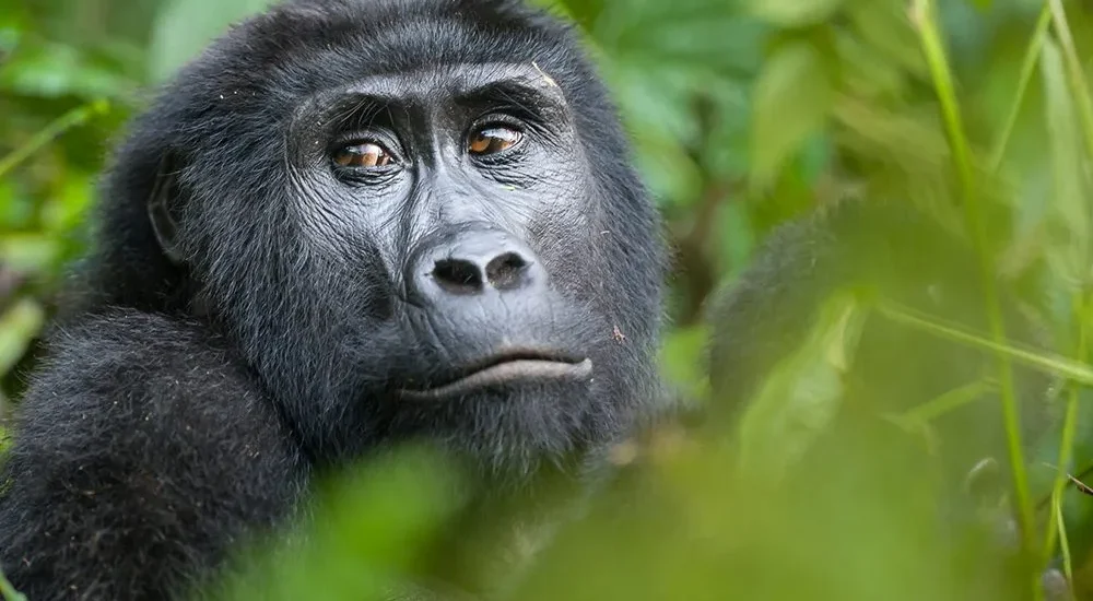 4 Days Bwindi Gorilla Trekking from Kigali