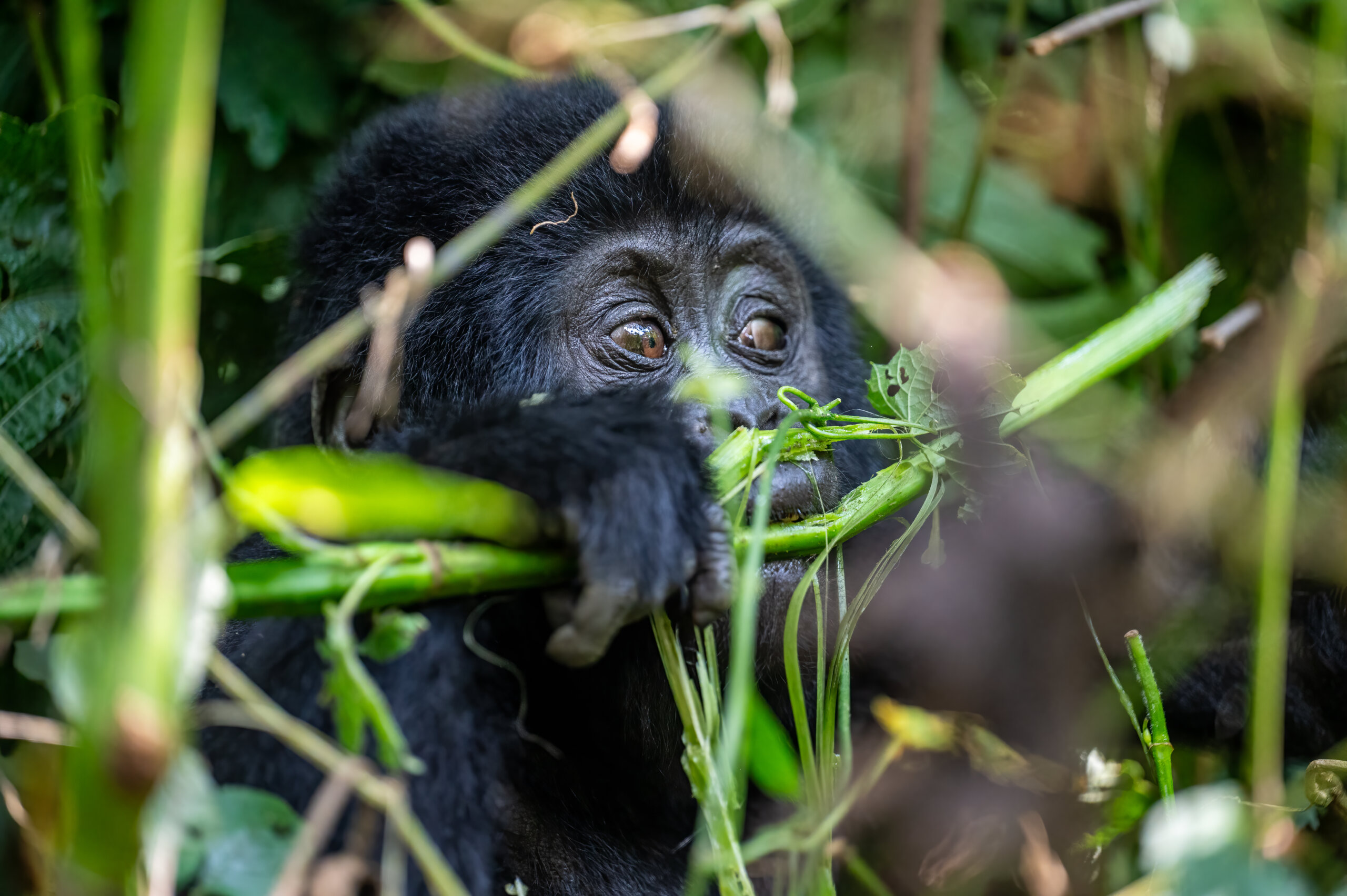 Affordable 3-Day Bwindi Budget Gorilla Safari