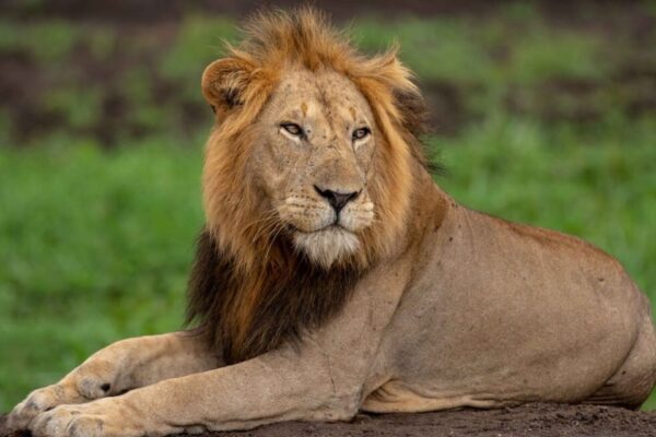 Big 5 Safaris in Uganda