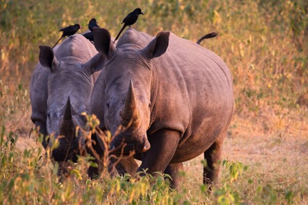 Big 5 Safaris in Uganda