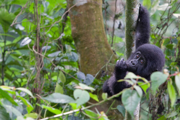 Budget Gorilla Trekking In Uganda