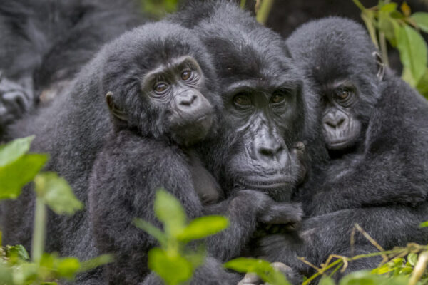 Budget Gorilla Trekking In Uganda