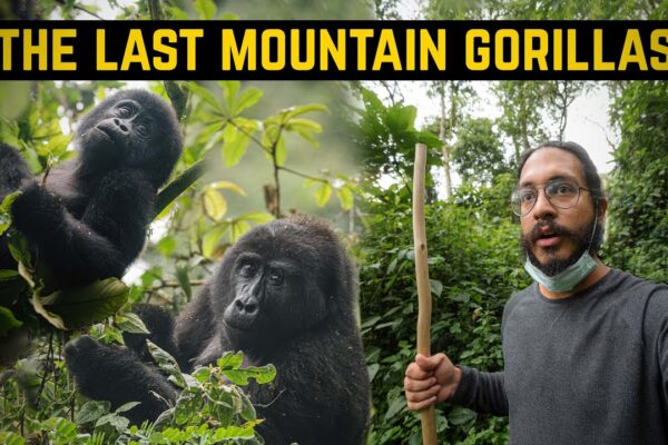 Budget Gorilla Trekking In Uganda