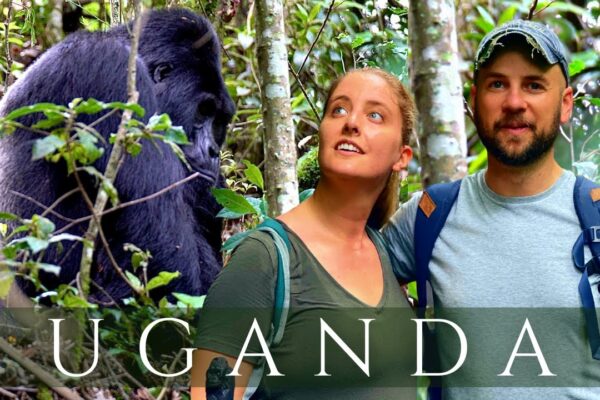 Luxury Gorilla Trekking In Uganda