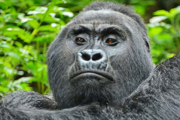 Luxury Gorilla Trekking In Uganda