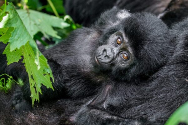 Ultimate Luxury Gorilla Trekking In Uganda