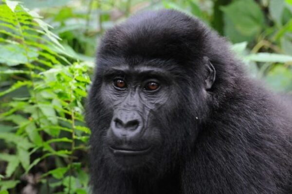 2-Day Bwindi Gorilla Tour 2-Day Bwindi Gorilla Tour