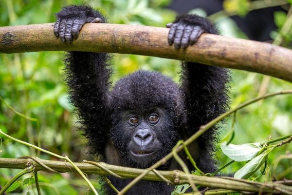 2-Day Bwindi Gorilla Tour 2-Day Bwindi Gorilla Tour
