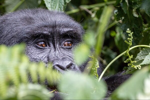 3-Day Gorilla Trek Fly-In Safari