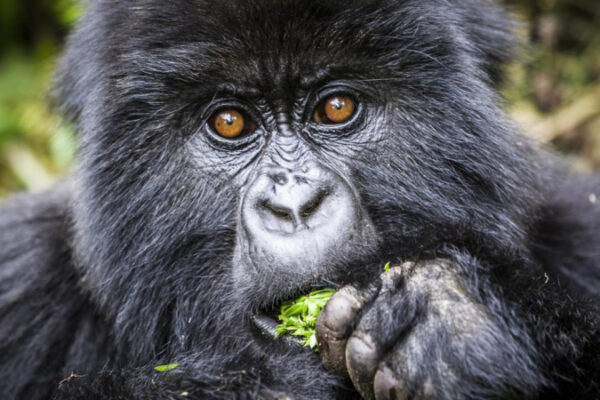 3-Day Gorilla Trek Fly-In Tour