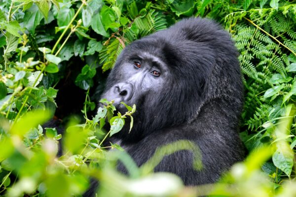 3-Day Gorilla Trekking Safari 3-Day Gorilla Trekking Safari