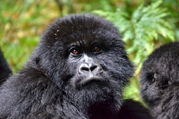 Bwindi Gorilla Tour Bwindi Gorilla Tour