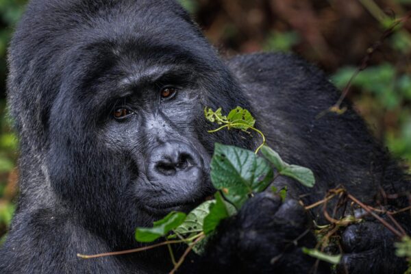 Uganda Gorilla Trek from Kigali