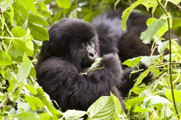 Uganda Gorilla Trek from Kigali